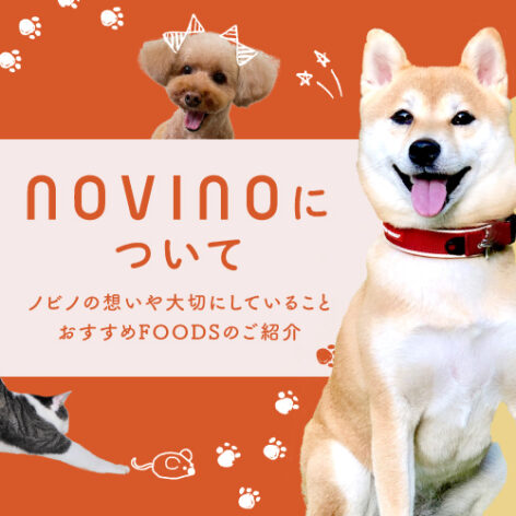 novinoについて